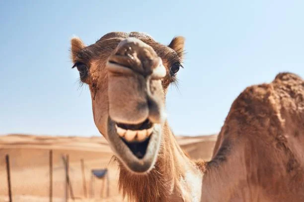 CAMEL TEAM